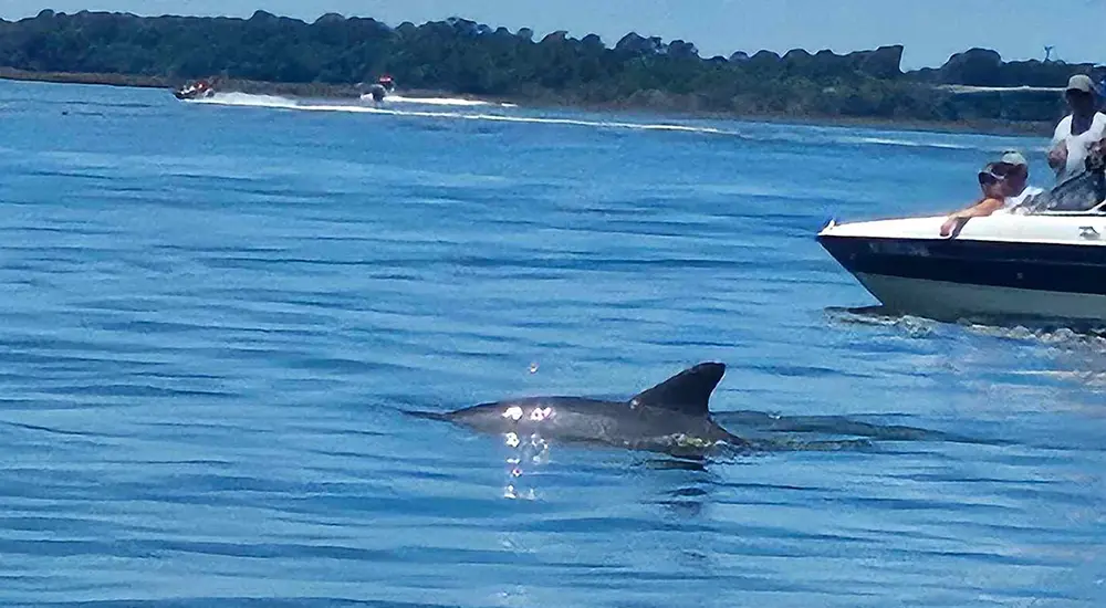 beaufort SC wildlife cruise