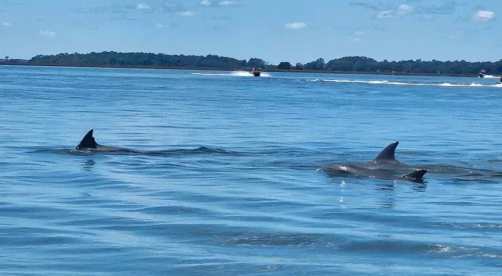 Beaufort Wildlife Day Cruise