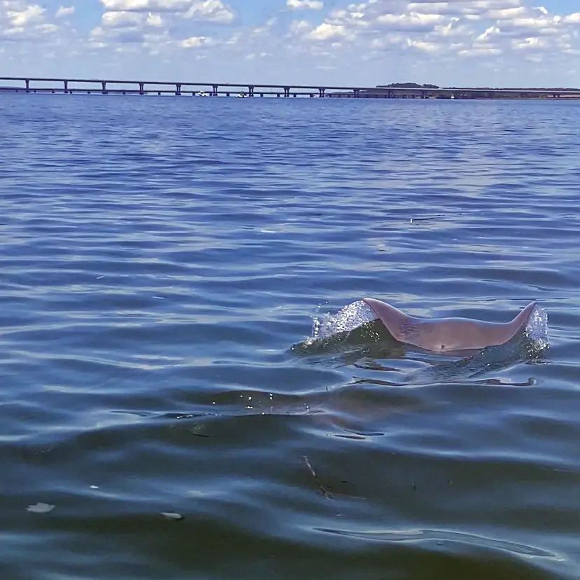 manta ray beaufort wildlife cruise