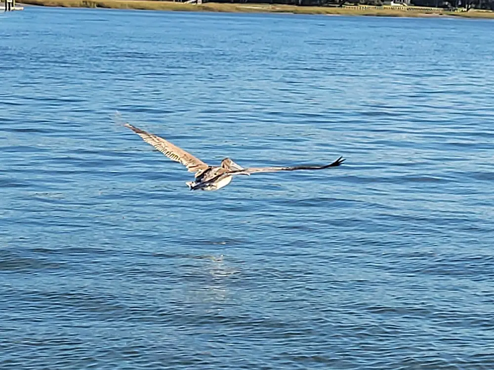 pelican beaufort wildlife cruise